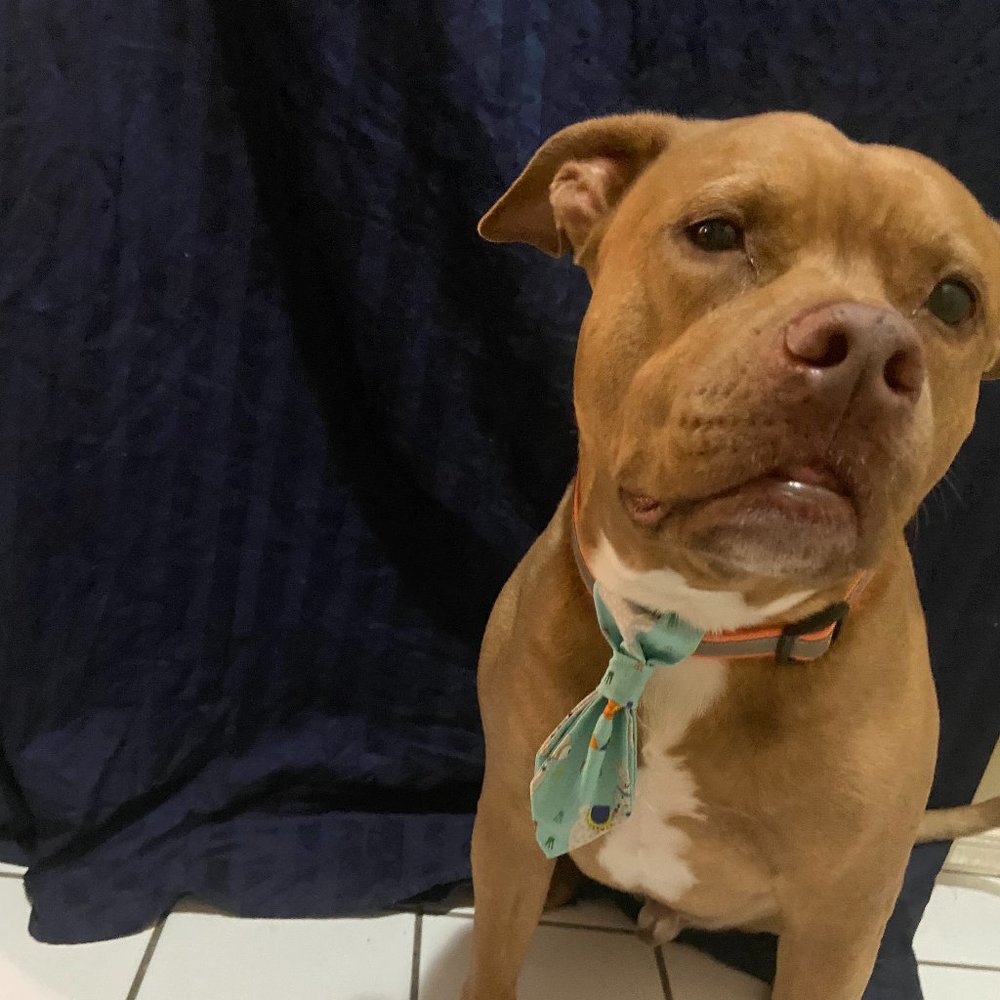 Dog ties